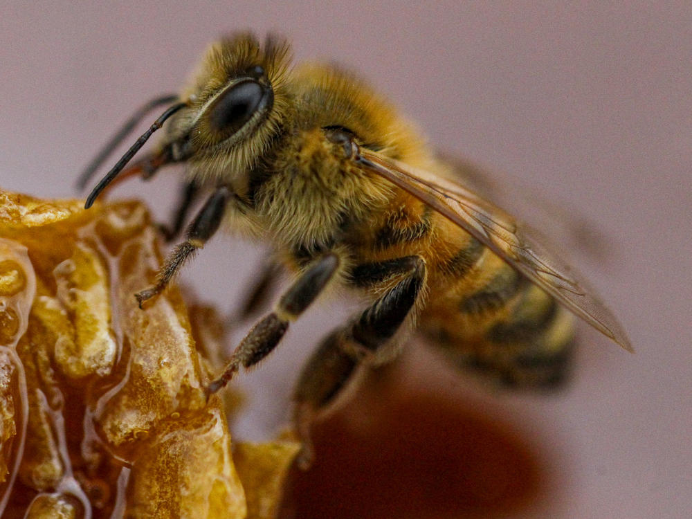 A bee feeds on honey from a honeycomb at a beekeeper's farm in Colina, on the outskirts of Santiago, Chile, Monday, Jan. 17, 2021.