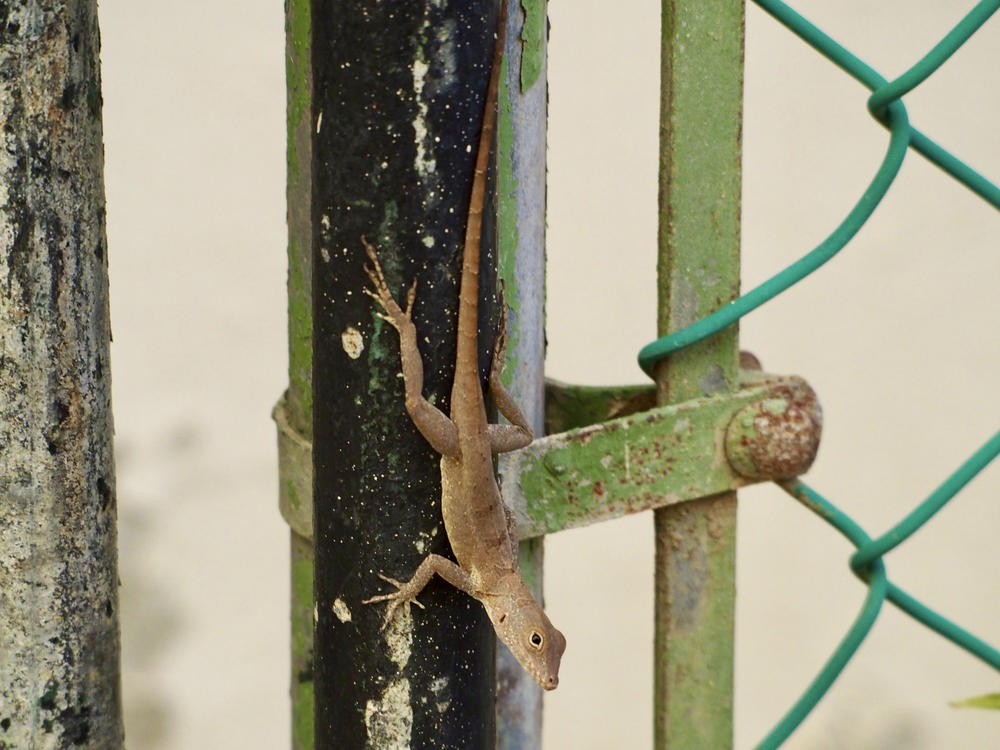 An Anolis cristatellus lizard stands on a gate in Rincon, Puerto Rico, on Jan. 6, 2018.