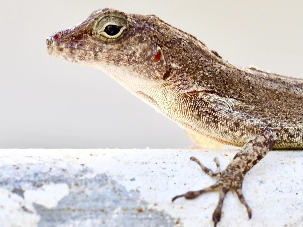 An Anolis cristatellus lizard stands on a gate in Rincon, Puerto Rico, on Nov. 22, 2018.