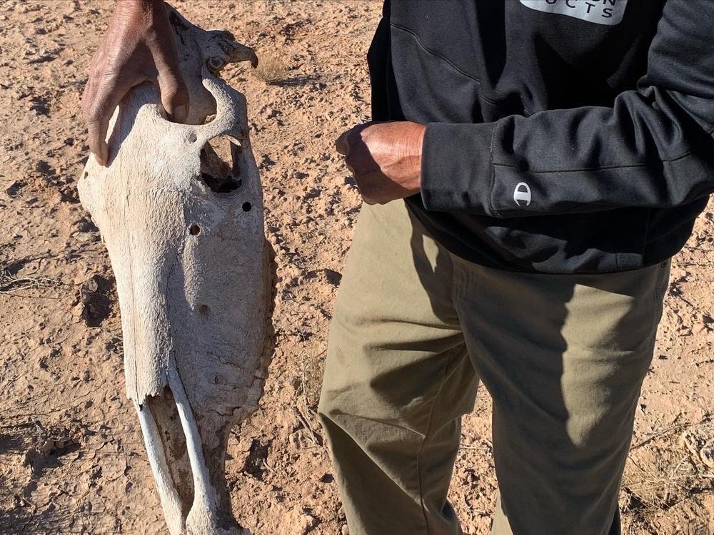 A skull of a horse that was apparently shot on a patch of desert bordering the Navajo Nation in Utah.