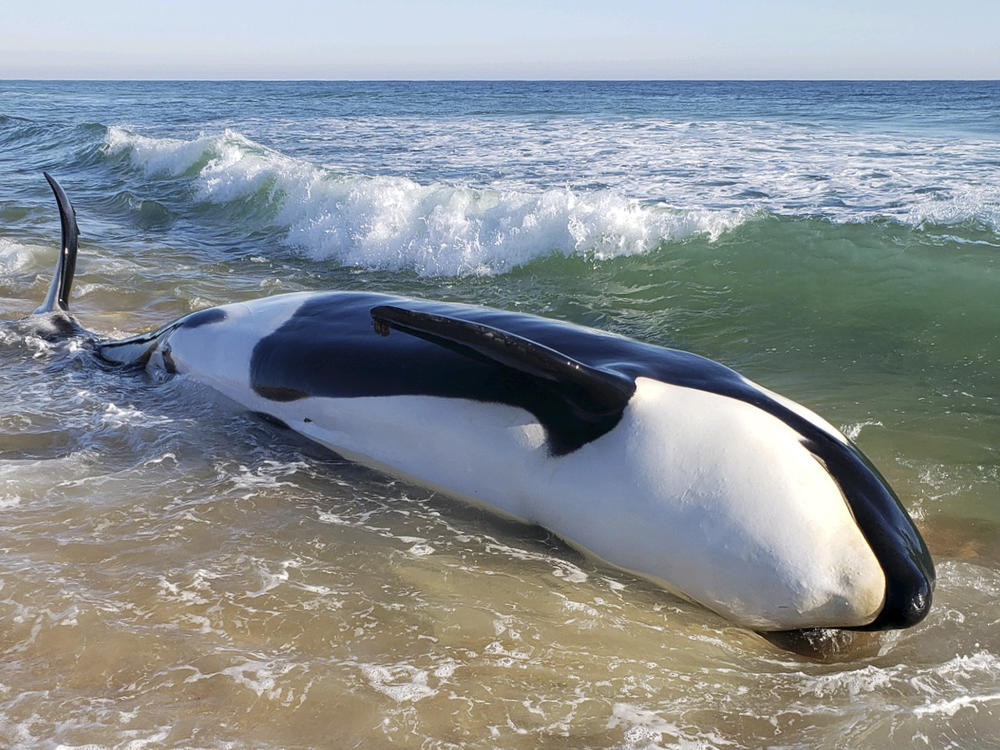 A killer whale, measuring more than 20 feet, died after beaching itself in Palm Coast, Fla., on Wednesday, authorities said.