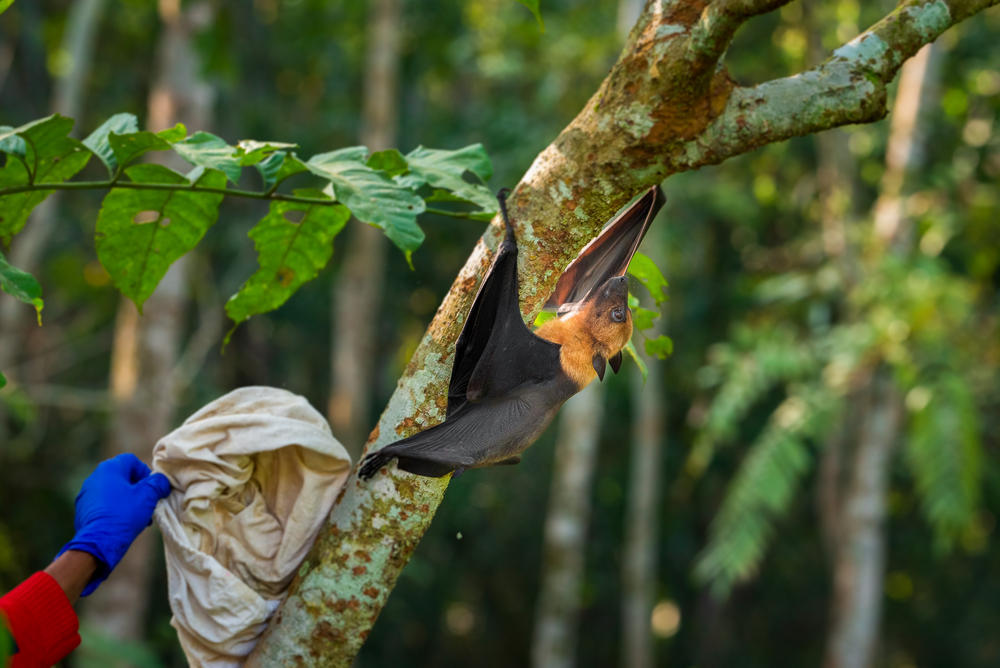 A researcher releases a bat in a wooded area in the district of Faridpur, Bangladesh, after it has been sampled for Nipah virus.