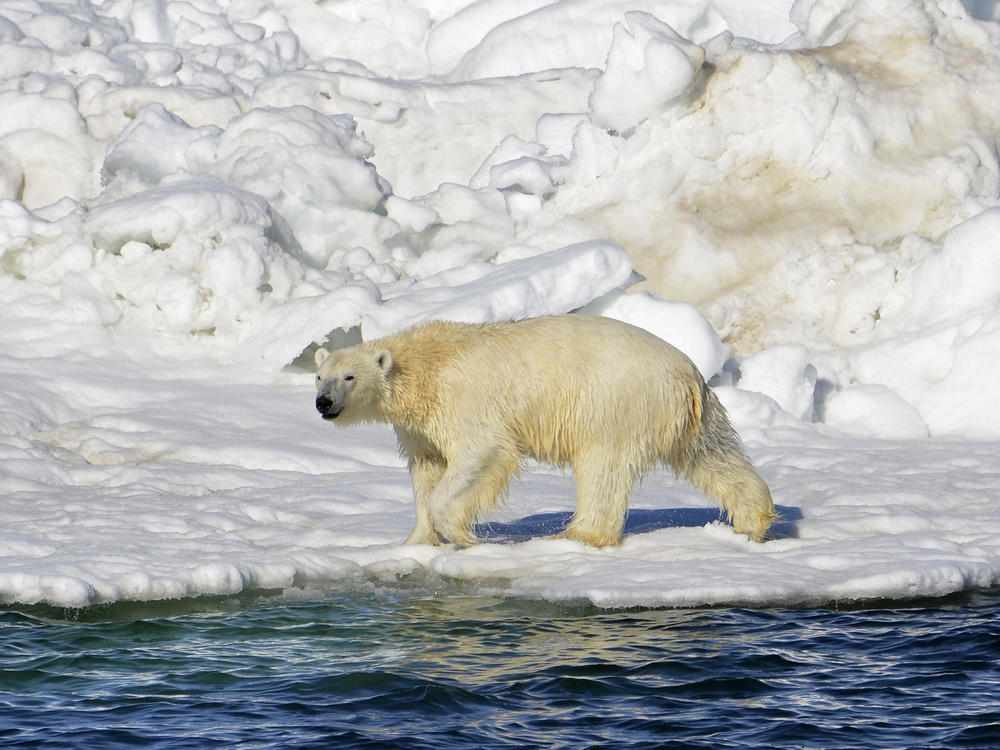 In this June 15, 2014, photo released by the U.S. Geological Survey, a polar bear dries off after taking a swim in the Chukchi Sea in Alaska. A polar bear has attacked and killed two people in a remote village in western Alaska, according to state troopers who said they received the report of the attack on Tuesday.