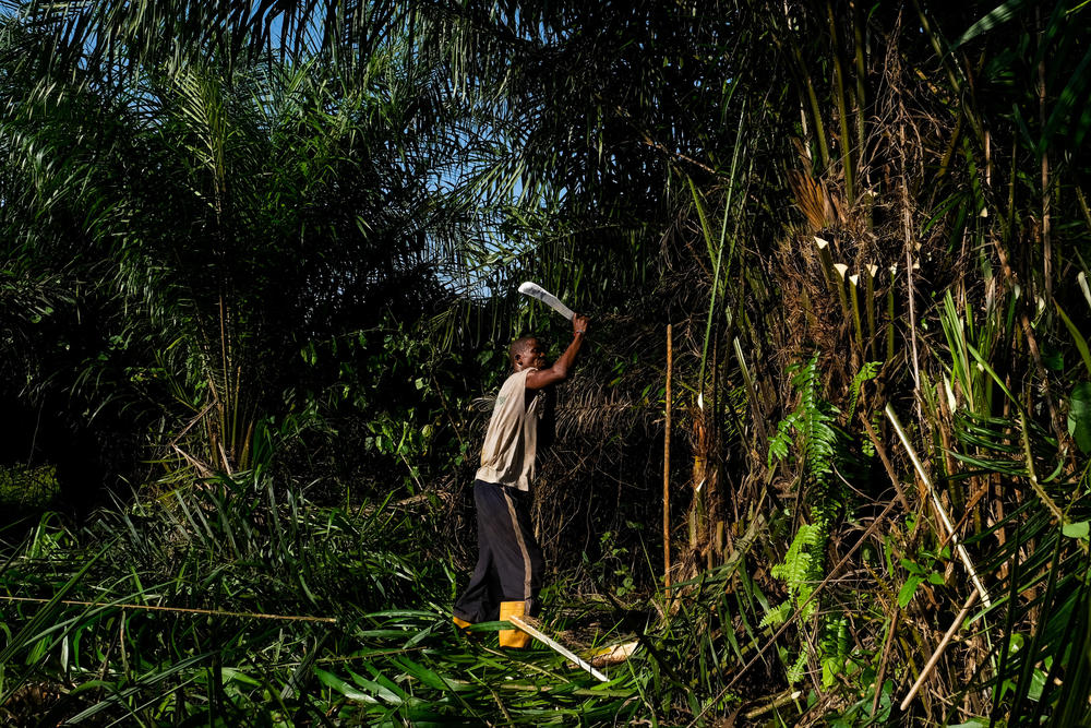 Anthony Gardrea cuts down branches to clear way for his pineapple farm in Dologan's Town, Liberia, on Nov. 16, 2022.