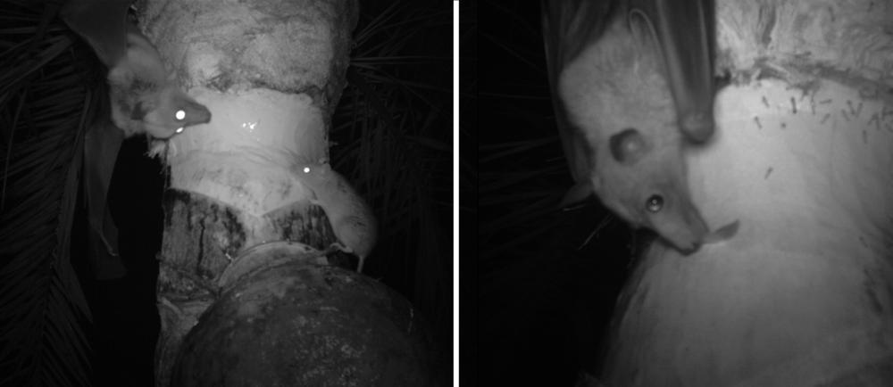 Photos captured by an infrared camera show proof of bats licking the date palm sap. The photo on the left shows the container used to collect the sap. Researchers believe bat saliva or urine can infect the sap with Nipah virus, which is later drunk by locals.