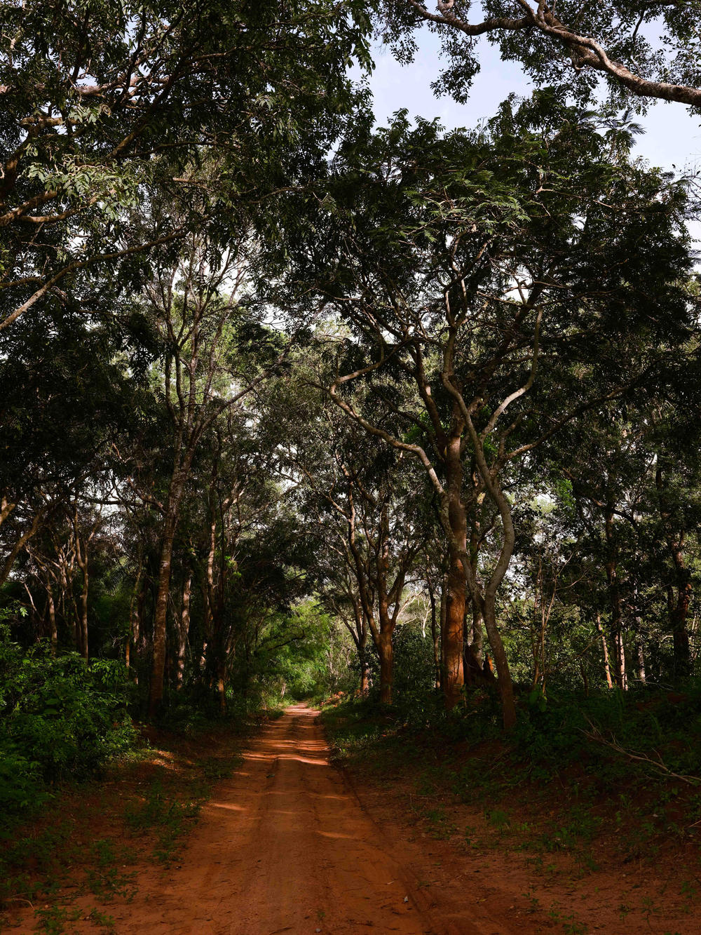 The road leading to the village of Cobiana, Guinea-Bissau, which is home to a sacred forest, on Sept. 11, 2019.