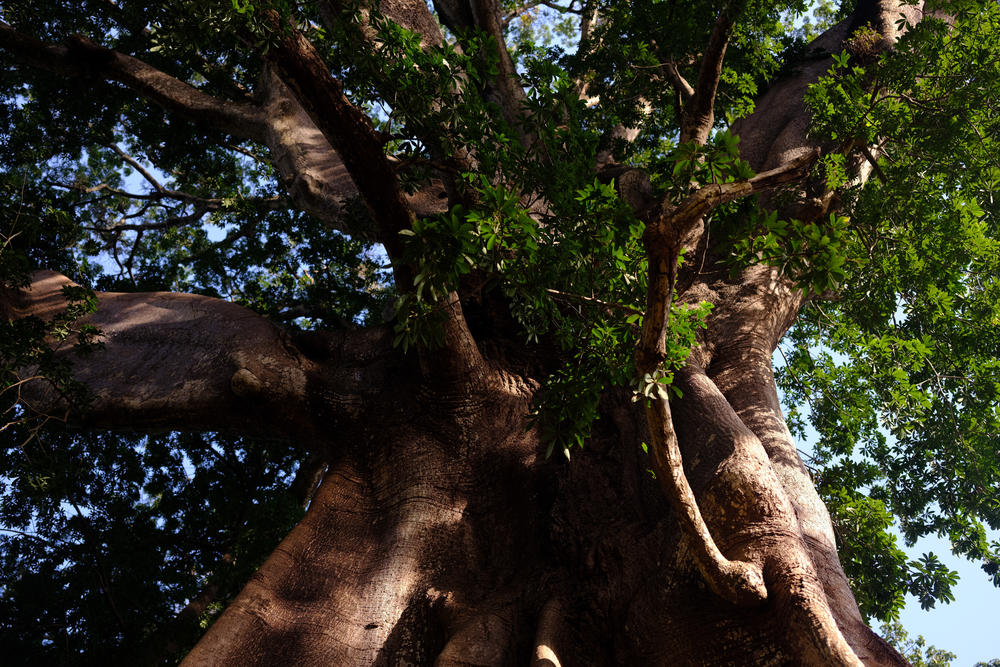 A tree stands near the edge of the sacred forest near Arame, in northern Guinea-Bissau, on Dec. 22, 2020.