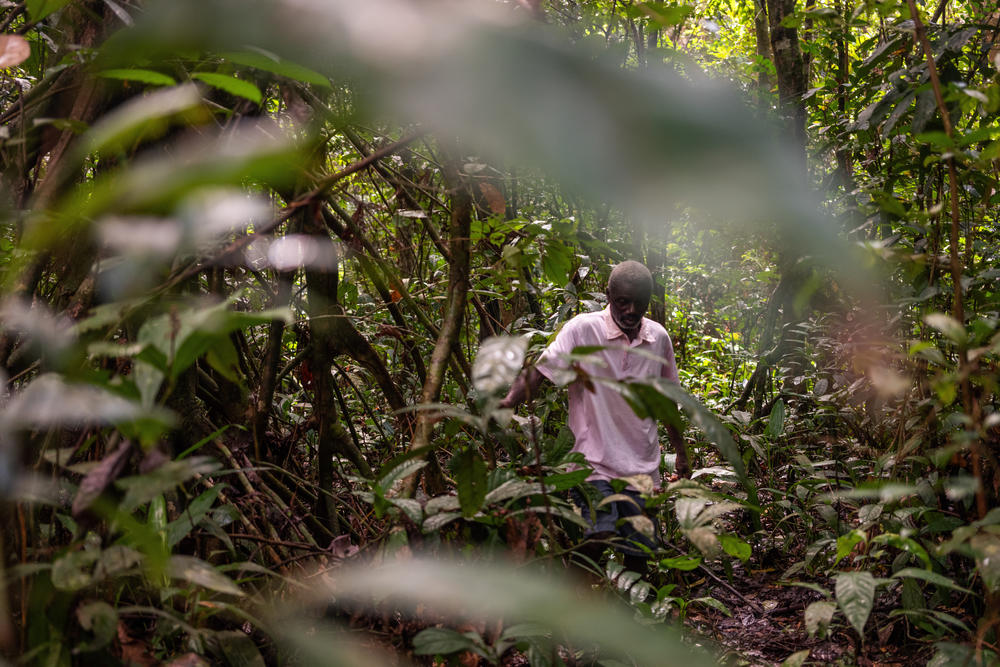 In David's Town, in Grand Bassa County, Liberia, there is a small traditional forest that is put aside specifically to be left untouched — and has been for generations. Borbor Kealeh, pictured here on Nov. 16, 2022, is the elder charged with making sure it stays protected.