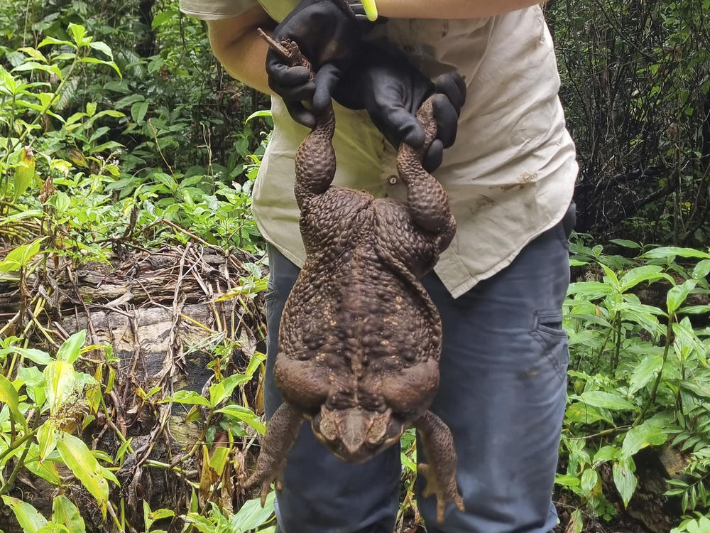 Kylee Gray, a ranger with the Queensland Department of Environment and Science, holds a giant cane toad on Jan. 12 near Airlie Beach, Australia. The toad weighed 5.95 pounds.