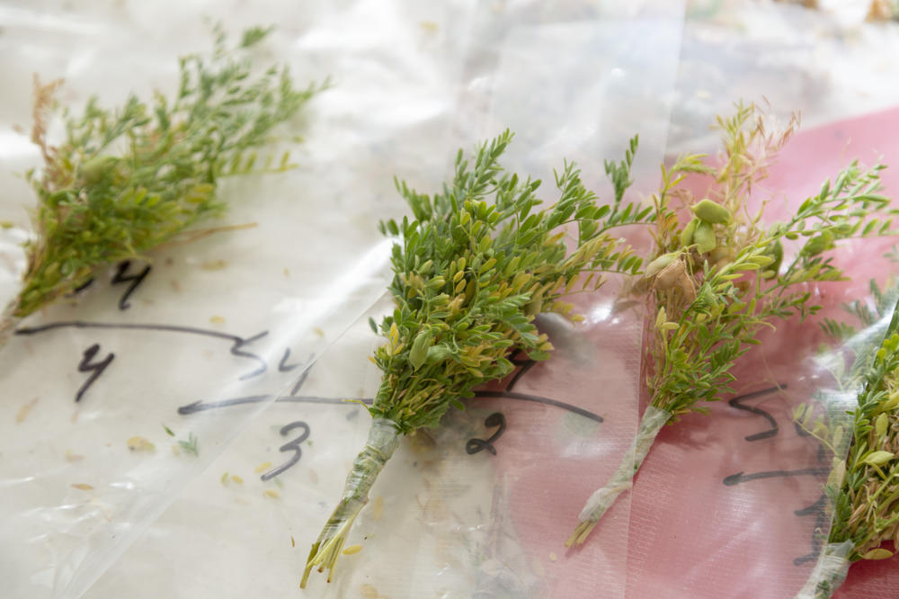 Lentil plants are collected to be tested for various diseases at the ICARDA research station, Dec. 21, 2022.