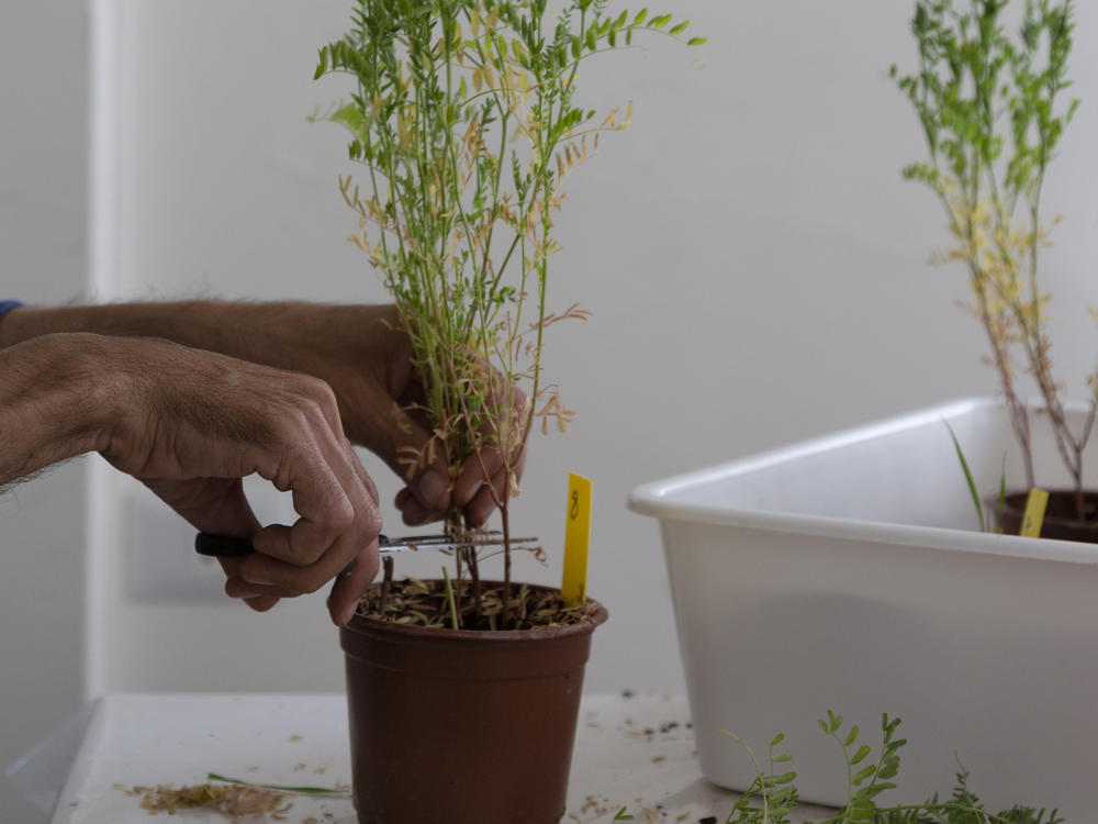 ICARDA lab employee Bilal Inaty cuts a lentil plant in order to test it for various diseases at the ICARDA research station in the village of Terbol in Lebanon's Bekaa valley, on Dec. 21, 2022.