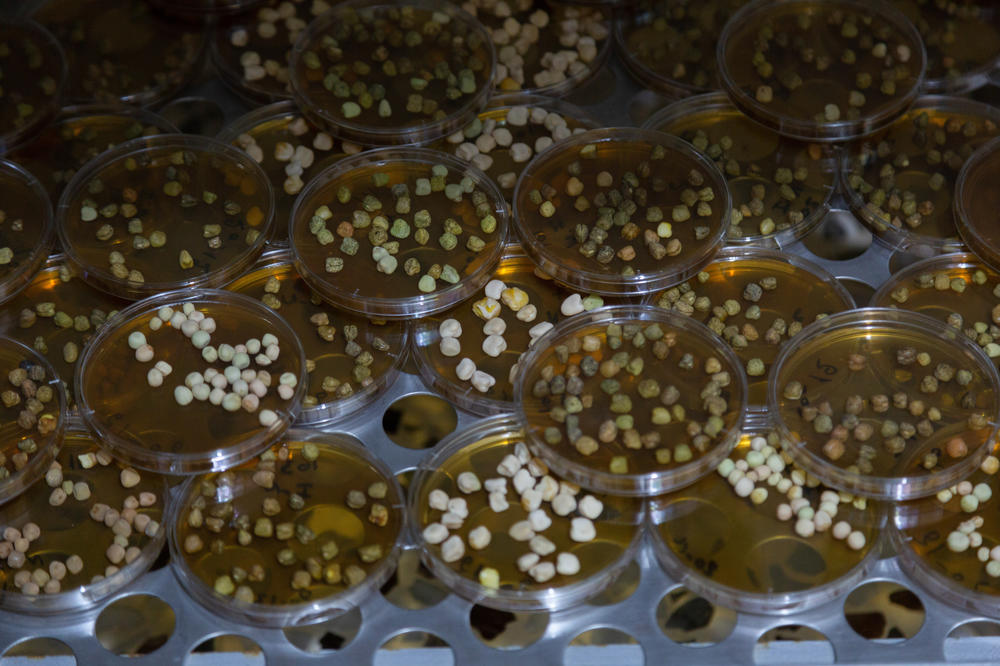 Chickpea grains are tested for various diseases at the ICARDA research station, Dec. 21, 2022.