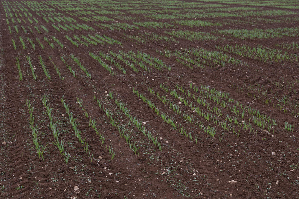 Newly planted grains in a field at the ICARDA research station in the village of Terbol, Lebanon, Dec. 21, 2022.