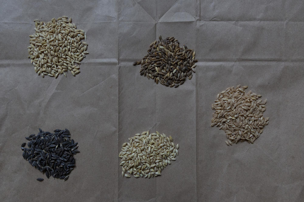 Barley grains stored at the ICARDA research station.