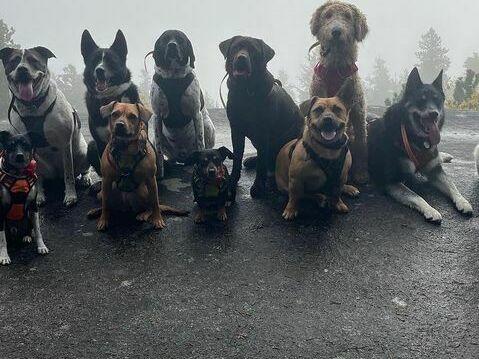 The Thompsons originally started posting on social media to keep their customers updated on the adventures their dogs go on.