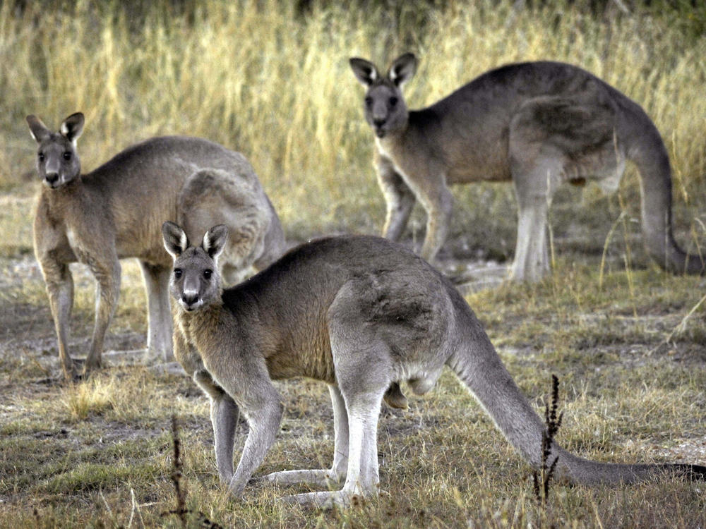 Grey kangaroos feed on grass near Canberra, Australia, March 15, 2008. A bill that would ban the sale of kangaroo parts has been introduced in the Oregon Legislature, taking aim at sports apparel manufacturers that use leather from the animals to make their products.