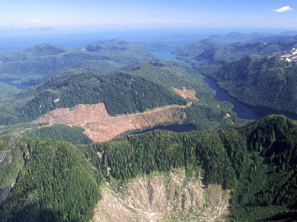 This 1990 aerial file photo shows a section of the Tongass National Forest in Alaska that has patches of bare land where clear-cutting has occurred. The federal government plans to reinstate restrictions on road-building and logging on the country's largest national forest.