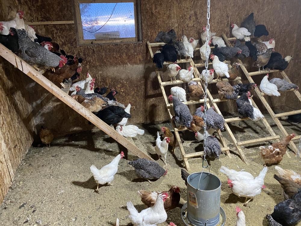In one of the chicken coops on Back Forty Farms in Nampa, Idaho, the chickens come in for feeding time.