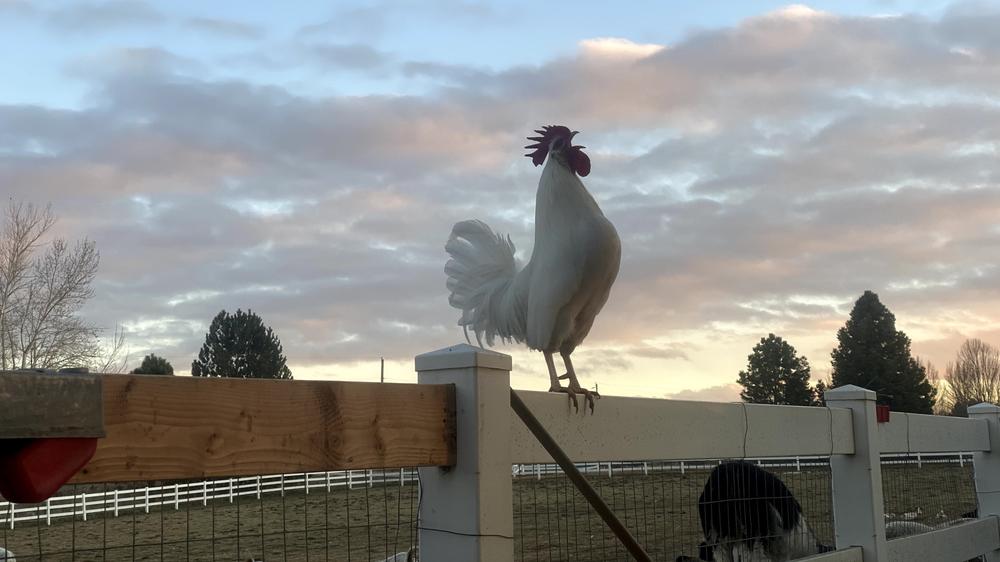 A rooster crows in a new day at Back Forty Farms in Nampa, Idaho. The rising price of eggs as well as shortages in some areas have created enormous demand for Back Forty's freeze dried eggs.