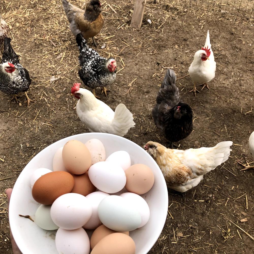 Most of the eggs from the pasture raised hens at Back Forty Farms are now freeze dried and sold for about $20 a dozen.