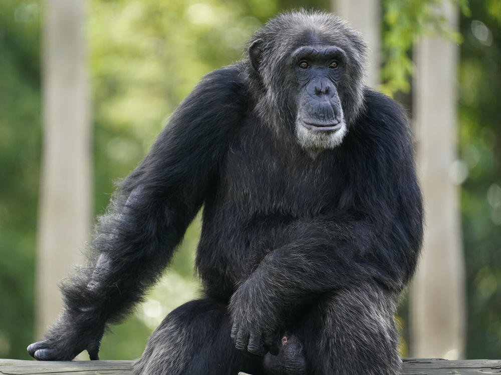 A chimpanzee looks out of his enclosure as visitors trickle into Zoo Miami, Tuesday, Sept. 15, 2020, in Miami.