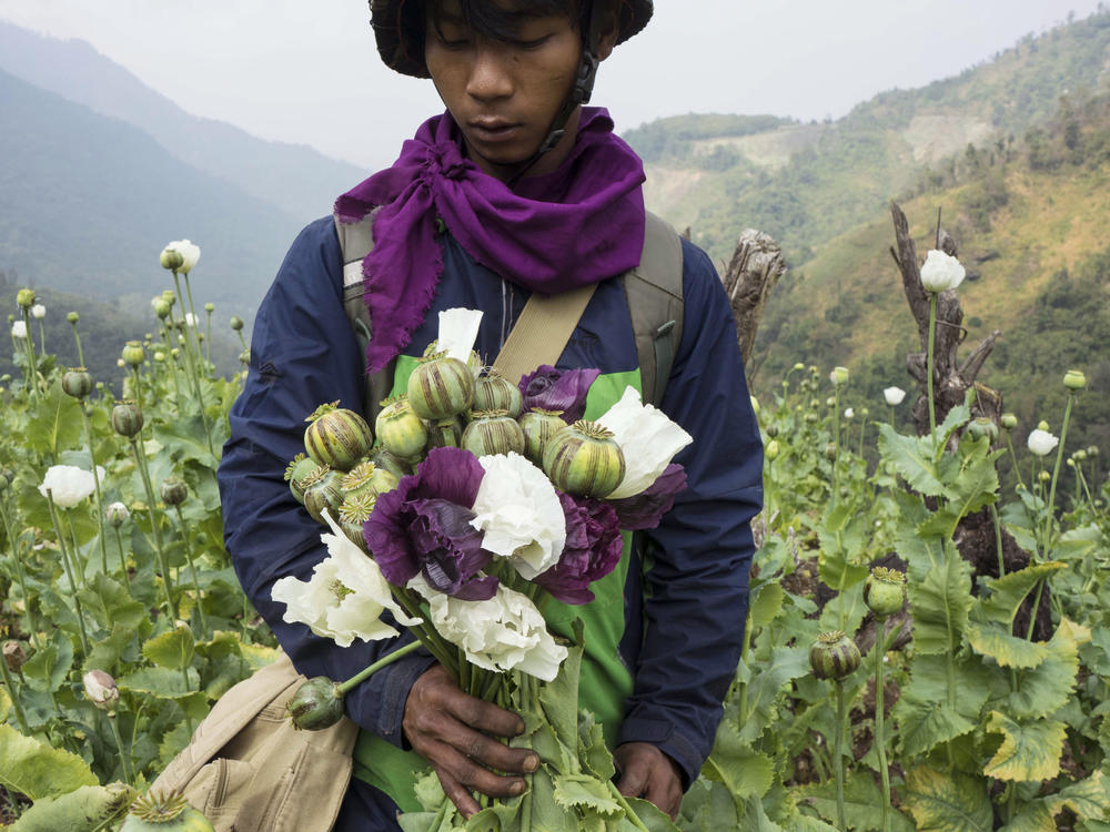 A member of Pat Jasan, a grassroots organization motivated by their faith to root out the destructive influence of drugs, holds poppies as his group slashes and uproots them from a hillside, in Lung Zar village, northern Kachin State, Myanmar on Feb. 3, 2016.