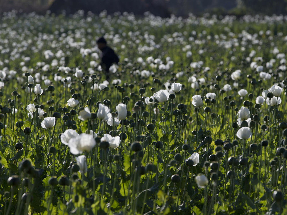 A villager walks in a flourishing poppy field at Nampatka village, Northern Shan State, Myanmar on Jan. 27 , 2014.