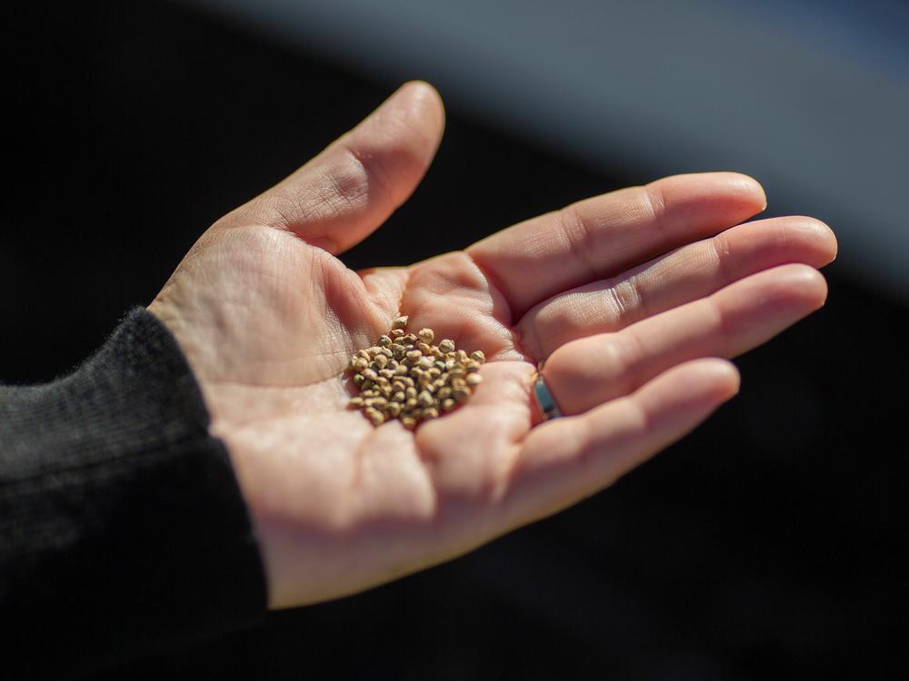 Seeds are seen as students at Eucalyptus Elementary School in in Hawthorne, Calif., learn to plant a vegetable garden on March 13, 2019. The U.S. supply of native seeds is currently too low to respond to climate change-related events, a new report finds.