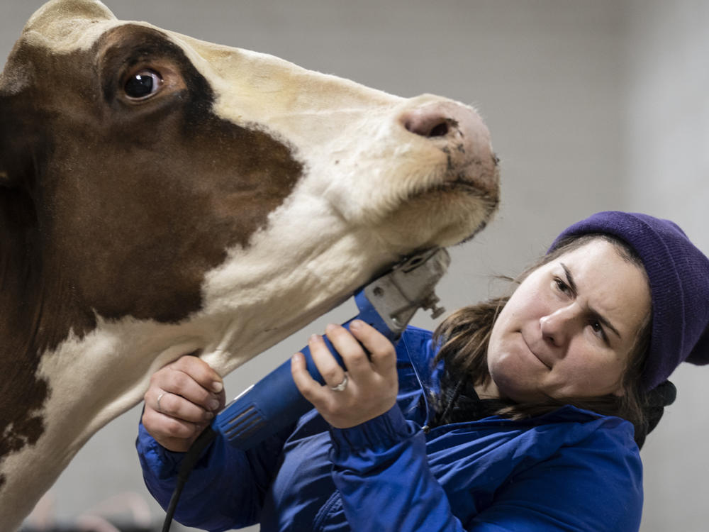Deidra Bollinger of Lancaster County shaves Rozabel red and white dairy cow at the annual Pennsylvania Farm Show in Harrisburg, Pa., on Jan. 11.