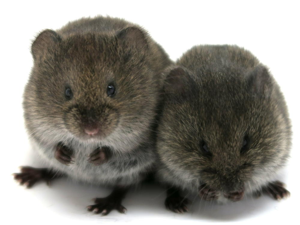 Prairie voles do not need oxytocin receptors to form pair bonds, a new study finds.
