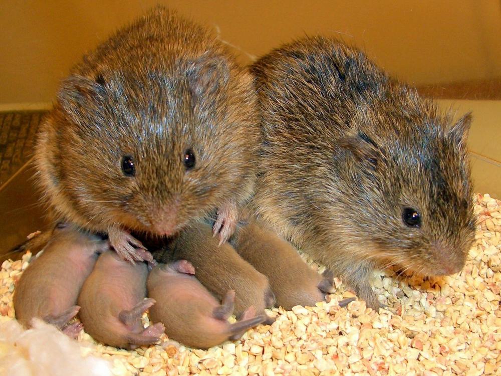 Prairie voles mate for life and are frequently used to study human behavior.