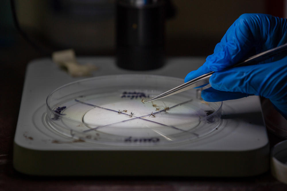 The team will scan the blood of the mosquitoes for any human or animal viruses they may have slurped up — those known and, maybe one day, those the world has never seen before.