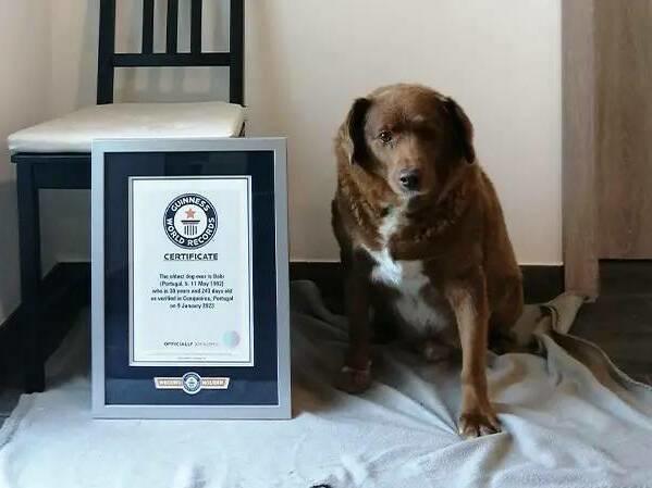 Bobi, a 30-year-old livestock guardian dog from Portugal, evaded death when he was born. Today, he is considered the world's oldest dog ever.