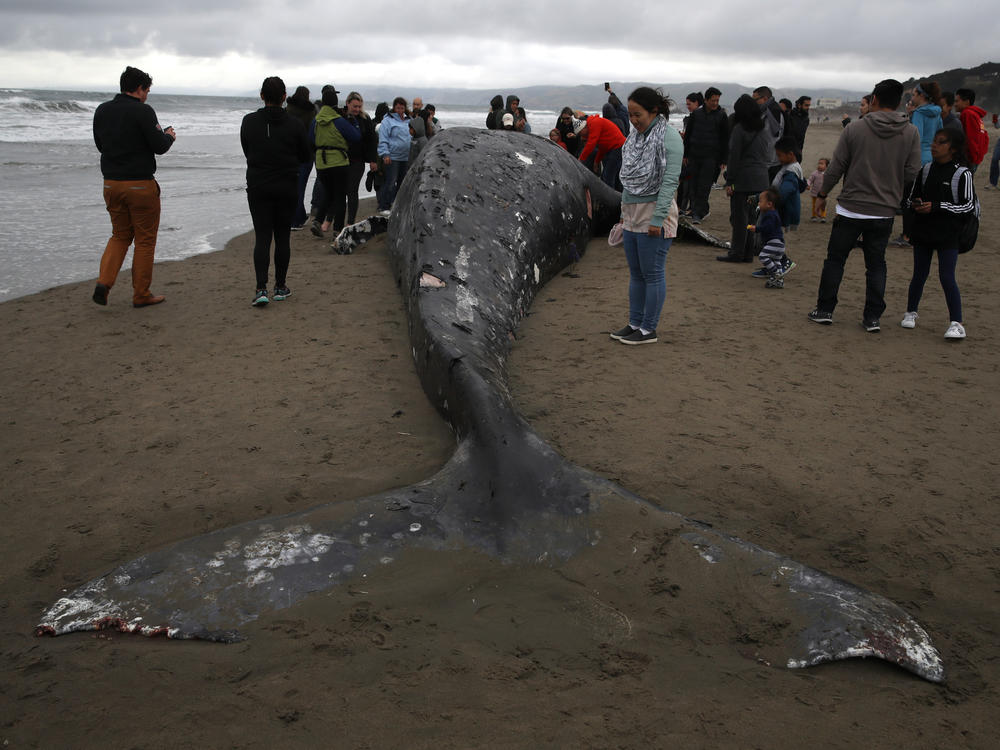 People look at a dead gray whale at Ocean Beach in San Francisco, Calif., in May 2019, a year when 122 gray whales died in the U.S., according to the National Oceanic and Atmospheric Administration. Last year, 47 of the whales died.