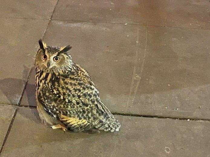 Flaco, a Eurasian eagle owl who escaped from Central Park Zoo, is seen on the sidewalk on 5th Avenue in New York City Thursday night.