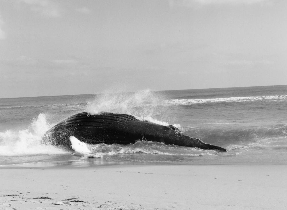 Pivot, the humpback whale stranded on the Assateague Island shoreline.