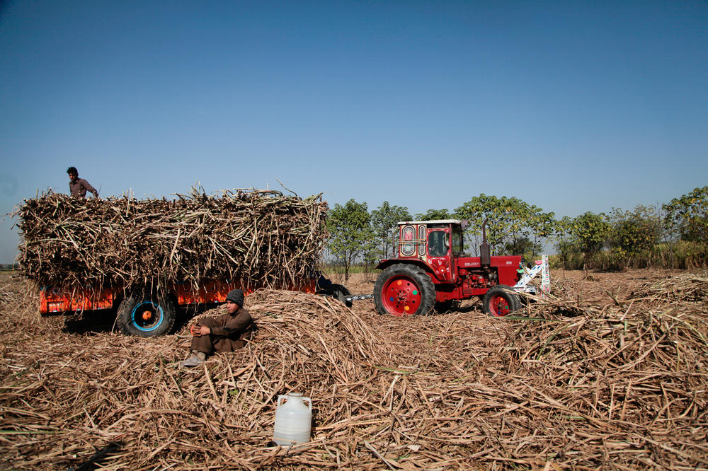 A Belorusian tractor with a trailer trundles through a field of freshly harvested sugarcane, as workers load it with stalks in a field outside the market town of Mandi Bahauddin, in the Pakistani province of the Punjab.