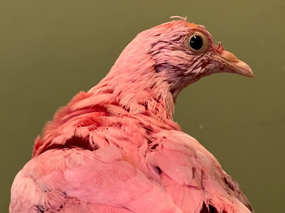 A king pigeon that was dyed completely pink was named Flamingo after the domestic bird was rescued. But despite efforts to rehabilitate the animal, Flamingo has died.