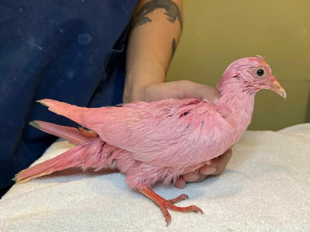 Flamingo drew a rush of interest and support online after the bird was rescued from Madison Square Park in Manhattan.