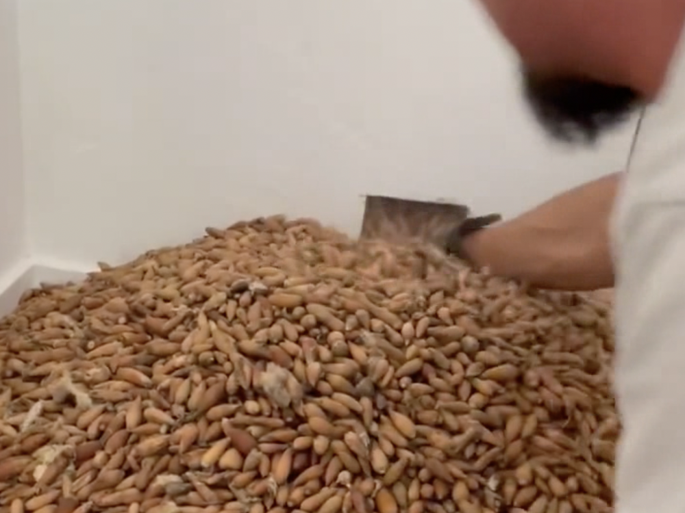 Exterminator Nick Castro discovered 700 pounds of acorns hidden in the wall of a customer's home that had been stashed there by woodpeckers.