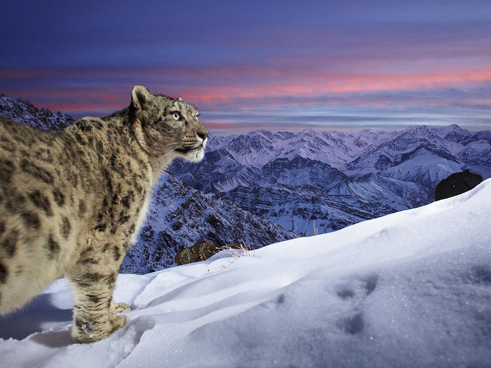 Sascha Fonseca captured this image during a three-year bait-free camera-trap project in Leh, Ladakh, India, high in the Indian Himalayas. Because of their remote habitat, they  are one of the most difficult large cats to photograph in the wild.