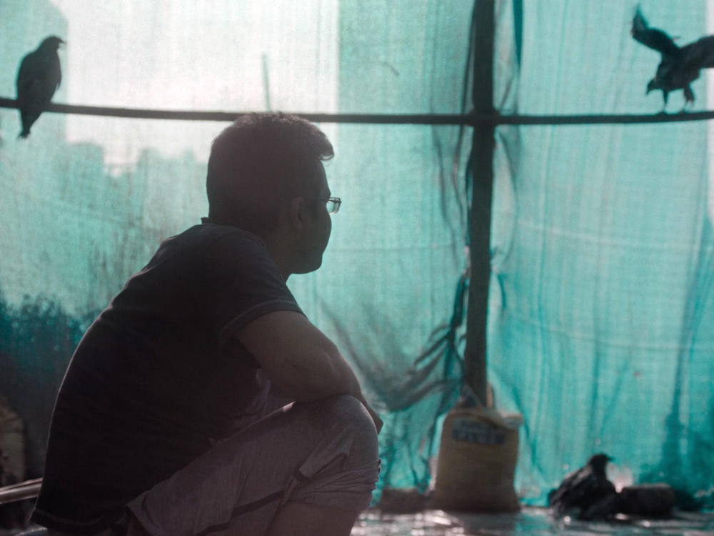 Mohammad Saud cares for black kite birds in Delhi, India, in the documentary <em>All That Breathes.</em>