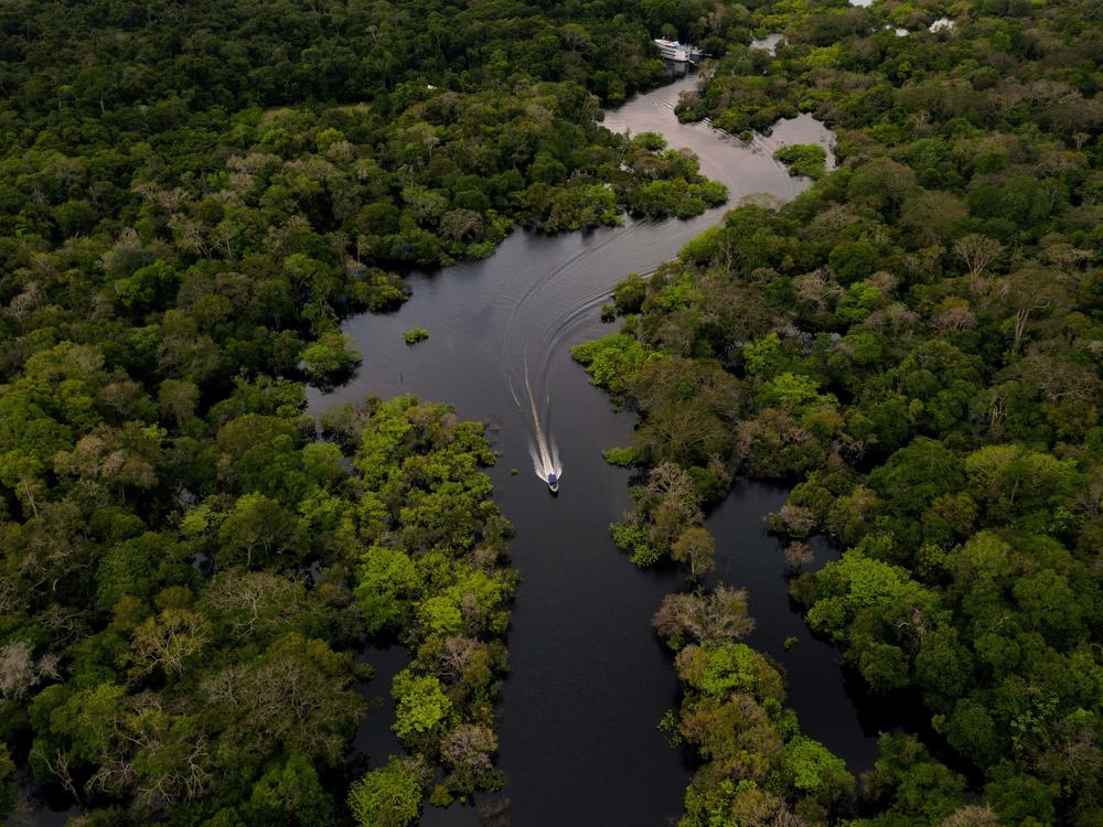 The heart of the Brazilian Amazon forest.
