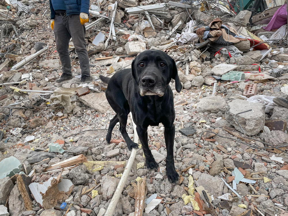 Peter Pan, a dog that is part of a USAID rescue crew in Turkey, scrambles over piles of debris, sniffing for the scent of any survivors stuck inside.