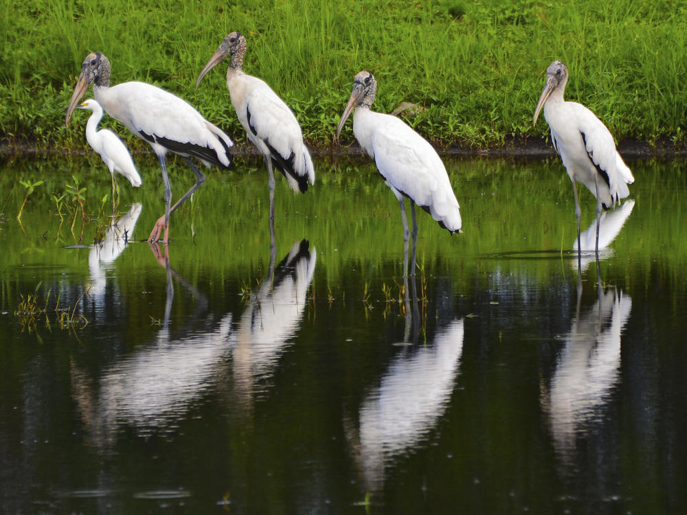 A flock of wood storks mingles with egrets as they stand in a retention pond along a road in Atlantic Beach, Fla., on Aug. 12, 2015.