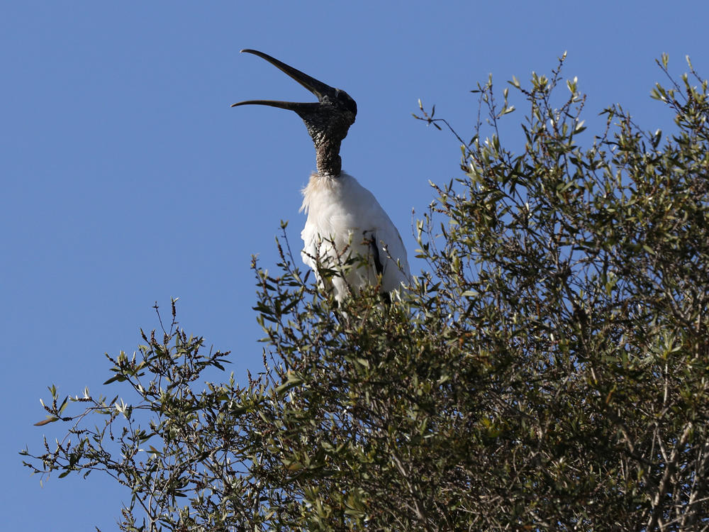 A wood stork calls out from treetop on Oct. 29, 2019, near Fort Myers, Fla.