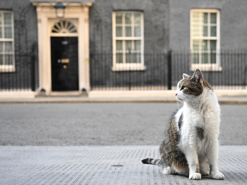 Larry the Cat is seen in front of No. 10 Downing St. on July 5, 2022. He has now been on the job as Chief Mouser at the British prime minister's official residence for a dozen years.