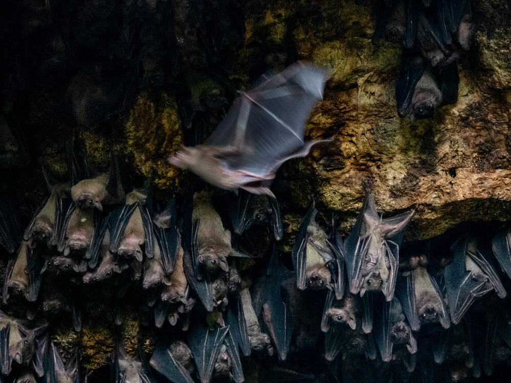 Bats congregate in the Bat Cave in Queen Elizabeth National Park on August 24, 2018. Scientists placed GPS devices on some of the bats to determine flight patterns and how they transmit Marburg virus to humans. Approximately 50,000 bats dwell in the cave.