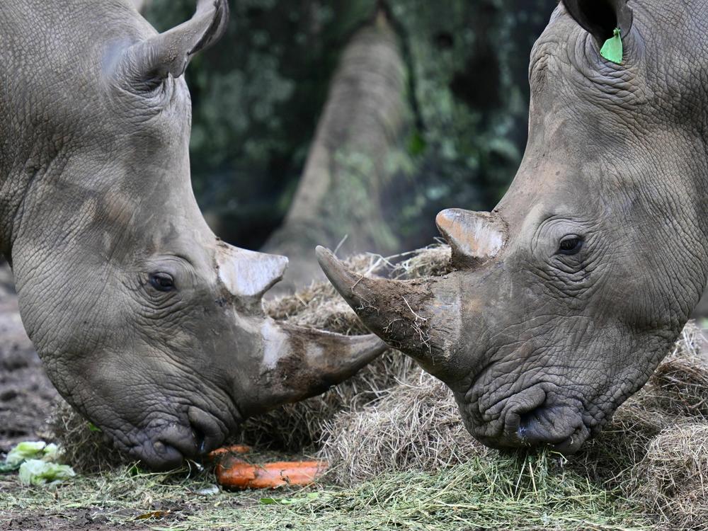 Botswana says it lost 138 rhinoceros to poachers over the past five years.