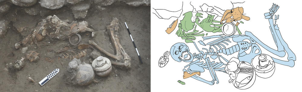 Some 3500 years ago, two brothers were buried alongside one another. Once excavated, their skeletons revealed numerous anomalies. The remains of the older brother are colored blue and those of the younger brother are colored green.